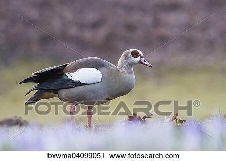 Egyptian Goose (Alopochen aegyptiacus), Hesse, Germany, Europe View Large Photo Image Stock Image - Egyptian Goose (Alopochen aegyptiacus), Hesse, Germany, Europe. Fotosearch