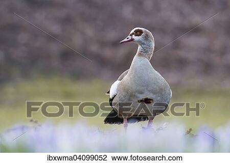 Egyptian Goose (Alopochen aegyptiacus), Hesse, Germany, Europe View Large Photo Image Stock Image - Egyptian Goose (Alopochen aegyptiacus), Hesse, Germany, Europe. Fotosearch