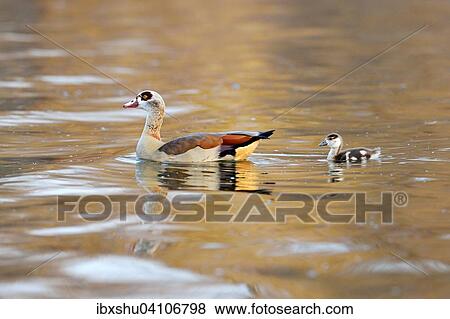 Egyptian goose (Alopochen aegyptiacus) with chicks, swimming, Zug, Canton of Zug, Switzerland, Europe View Large Photo Image Stock Photo - Egyptian goose (Alopochen aegyptiacus) with chicks, swimming, Zug, Canton of Zug, Switzerland, Europe. Fotosearch