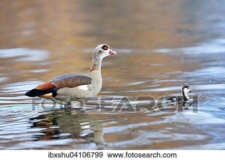 Egyptian goose (Alopochen aegyptiacus) with chicks, swimming, Zug, Canton of Zug, Switzerland, Europe View Large Photo Image Stock Photo - Egyptian goose (Alopochen aegyptiacus) with chicks, swimming, Zug, Canton of Zug, Switzerland, Europe. Fotosearch