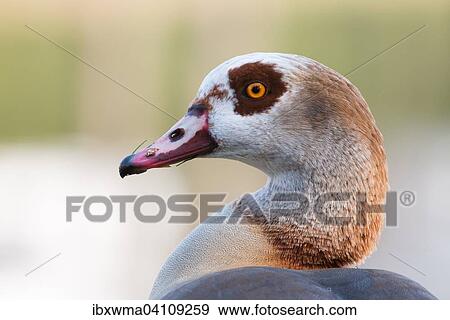 Egyptian goose (Alopochen aegyptiacus), portrait, Hesse, Germany, Europe View Large Photo Image Stock Photo - Egyptian goose (Alopochen aegyptiacus), portrait, Hesse, Germany, Europe. Fotosearch