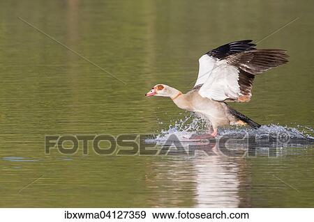 Egyptian Goose (Alopochen aegyptiacus) landing in the water, Hesse, Germany, Europe View Large Photo Image Stock Photo - Egyptian Goose (Alopochen aegyptiacus) landing in the water, Hesse, Germany, Europe. Fotosearch