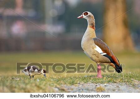 Egyptian goose (Alopochen aegyptiacus) with chicks, foraging, Zug, Canton of Zug, Switzerland, Europe View Large Photo Image Stock Photograph - Egyptian goose (Alopochen aegyptiacus) with chicks, foraging, Zug, Canton of Zug, Switzerland, Europe. Fotosearch