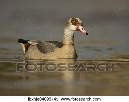 Stock Photography - Egyptian Goose (Alopochen aegyptiacus), Luxembourg, Europe. Fotosearch