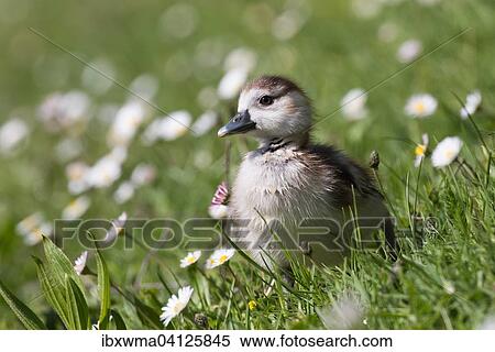 Egyptian Goose (Alopochen aegyptiacus), chick, Hesse, Germany, Europe View Large Photo Image Stock Photography - Egyptian Goose (Alopochen aegyptiacus), chick, Hesse, Germany, Europe. Fotosearch
