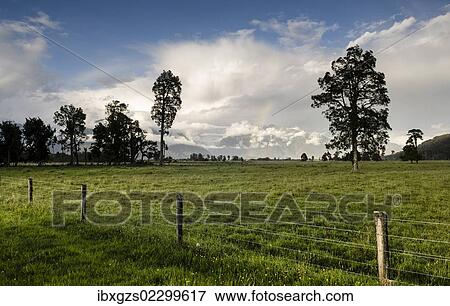 Stock Photo - Electric fence and a large sheep pasture, against the backdrop of the Southern Alps, Fox Glacier, storm clouds with a rainbow, South Island, New Zealand, Oceania. Fotosearch