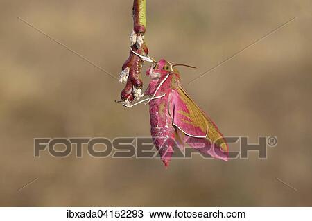 Stock Image - Elephant hawk-moth (Deilephila elpenor) on branch, North Rhine-Westphalia, Germany, Europe. Fotosearch