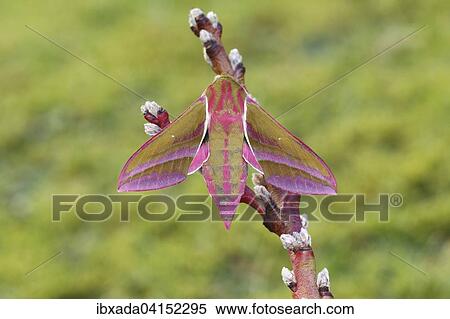 Elephant hawk-moth (Deilephila elpenor) on branch, North Rhine-Westphalia, Germany, Europe View Large Photo Image Stock Photography - Elephant hawk-moth (Deilephila elpenor) on branch, North Rhine-Westphalia, Germany, Europe. Fotosearch