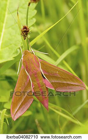 Stock Image - Elephant Hawk-moth (Deilephila elpenor), North Rhine-Westphalia, Germany, Europe. Fotosearch