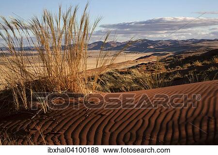 Elim Dune, view onto grass steppe at Sesriem Camp, Namib Desert, Namib Naukluft Park, Namibia, Africa View Large Photo Image Stock Photo - Elim Dune, view onto grass steppe at Sesriem Camp, Namib Desert, Namib Naukluft Park, Namibia, Africa. Fotosearch