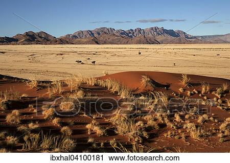 Elim Dune, views of grasslands and Camel thorn trees (Vachellia erioloba) at Sesriem Camp, Namib Desert, Namib Naukluft Park, Namibia, Africa View Large Photo Image Stock Image - Elim Dune, views of grasslands and Camel thorn trees (Vachellia erioloba) at Sesriem Camp, Namib Desert, Namib Naukluft Park, Namibia, Africa. Fotosearch