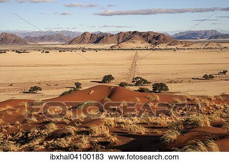 Elim Dune, views of grasslands and Camel thorn trees (Vachellia erioloba), Sesriem Camp and Tsaris Mountains, Namib Desert, Namib Naukluft Park, Namibia, Africa View Large Photo Image Stock Image - Elim Dune, views of grasslands and Camel thorn trees (Vachellia erioloba), Sesriem Camp and Tsaris Mountains, Namib Desert, Namib Naukluft Park, Namibia, Africa. Fotosearch