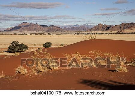 Elim Dune, views of grasslands and Camel thorn trees (Vachellia erioloba), Sesriem Camp and Tsaris Mountains, Namib Desert, Namib Naukluft Park, Namibia, Africa View Large Photo Image Stock Photo - Elim Dune, views of grasslands and Camel thorn trees (Vachellia erioloba), Sesriem Camp and Tsaris Mountains, Namib Desert, Namib Naukluft Park, Namibia, Africa. Fotosearch