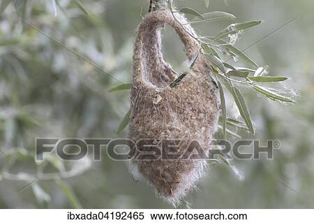 Empty, semifinished nest of a Eurasian Penduline Tit (Remiz pendulinus, Lake Neusiedl, Burgenland, Austria, Europe View Large Photo Image Stock Photography - Empty, semifinished nest of a Eurasian Penduline Tit (Remiz pendulinus, Lake Neusiedl, Burgenland, Austria, Europe. Fotosearch