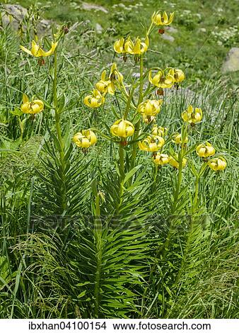 Endemic Pyrenean Lilies (Lilium pyrenaicum), Catalonia, Spain, Europe View Large Photo Image Picture - Endemic Pyrenean Lilies (Lilium pyrenaicum), Catalonia, Spain, Europe. Fotosearch