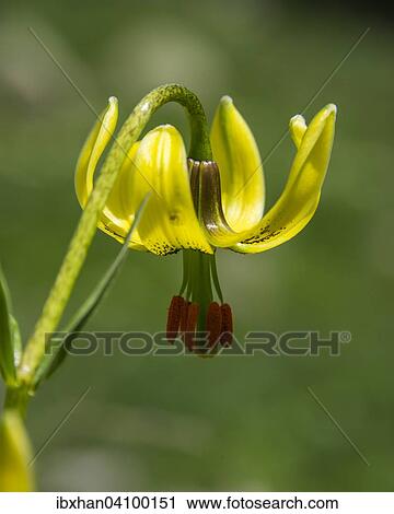 Endemic Pyrenean Lily (Lilium pyrenaicum), Catalonia, Spain, Europe View Large Photo Image Stock Image - Endemic Pyrenean Lily (Lilium pyrenaicum), Catalonia, Spain, Europe. Fotosearch