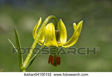 Stock Image - Endemic Pyrenean Lily (Lilium pyrenaicum), Catalonia, Spain, Europe. Fotosearch