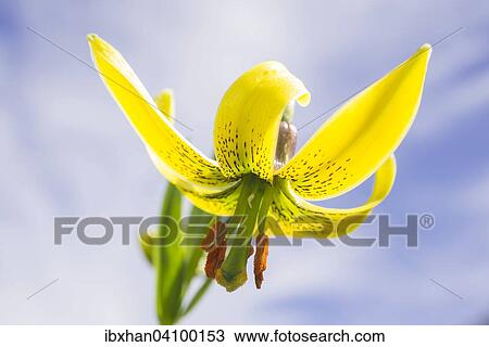 Endemic Pyrenean Lily (Lilium pyrenaicum), Catalonia, Spain, Europe View Large Photo Image Stock Image - Endemic Pyrenean Lily (Lilium pyrenaicum), Catalonia, Spain, Europe. Fotosearch