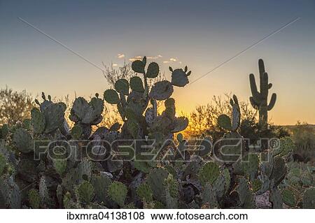 Stock Photo - Engelmann's prickly pear cactus (Opuntia engelmannii), saguaro cactus (Carnegiea gigantea) behind, sunset, Sonora desert, Tucson, Arizona, USA. Fotosearch