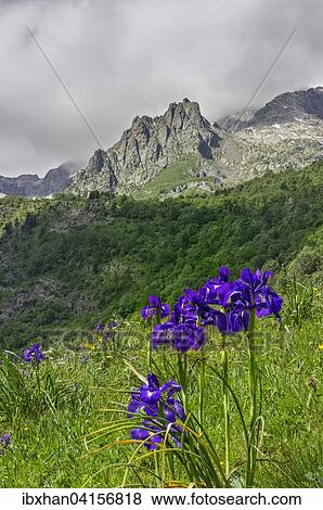 English Iris (Iris latifolia), Valle de Estos, Benasque, Aragon, Spain, Europe View Large Photo Image Stock Photo - English Iris (Iris latifolia), Valle de Estos, Benasque, Aragon, Spain, Europe. Fotosearch