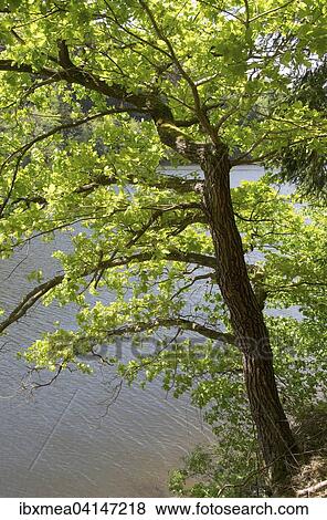 Stock Photo - English oak (Quercus robur) on the lakeshore, Hohenwarte Reservoir, Thuringian Slate Mountains nature park, Thuringia. Fotosearch