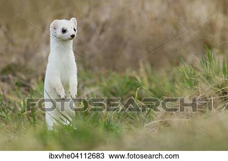 Stock Image - Ermine (Mustela erminea) in winter coat, Hesse, Germany, Europe. Fotosearch