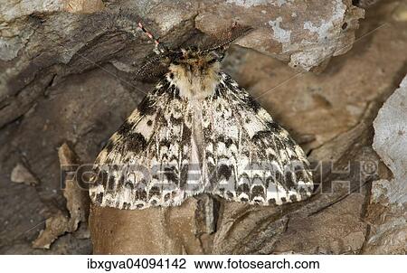 Ethiopian moth (Rhypopterix sp. ), Harenna Forest, Bale Mountains, Oromia Region, Ethiopia, Africa View Large Photo Image Stock Image - Ethiopian moth (Rhypopterix sp. ), Harenna Forest, Bale Mountains, Oromia Region, Ethiopia, Africa. Fotosearch