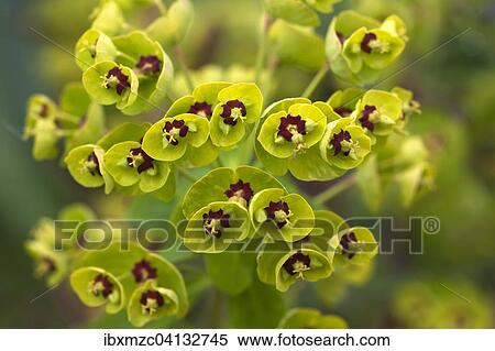 Euphorbia martinii, Bavaria, Germany, Europe View Large Photo Image Stock Photography - Euphorbia martinii, Bavaria, Germany, Europe. Fotosearch