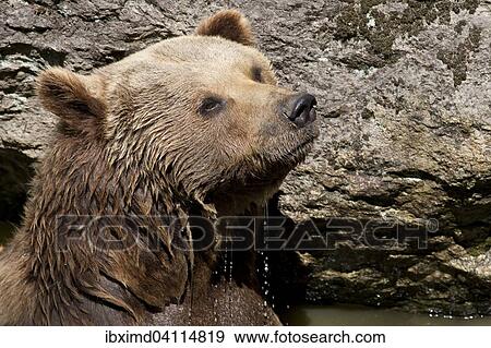 Stock Photo - Eurasian Brown Bear (Ursus arctos arctos), captive, Bavarian Forest, Bavaria, Germany, Europe. Fotosearch