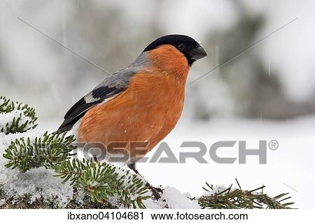 Eurasian Bullfinch (Pyrrhula pyrrhula), Tyrol, Austria, Europe View Large Photo Image Stock Image - Eurasian Bullfinch (Pyrrhula pyrrhula), Tyrol, Austria, Europe. Fotosearch