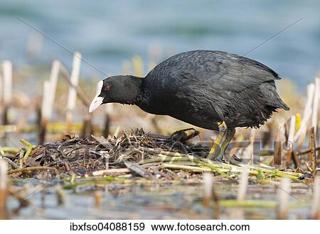 Stock Photo - Eurasian Coot (Fulica atra) at its nest, Thuringia, Germany, Europe. Fotosearch