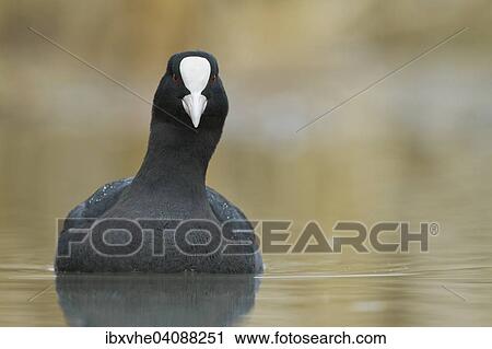 Stock Image - Eurasian Coot (Fulica atra), Hesse, Germany, Europe. Fotosearch