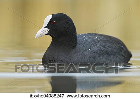 Eurasian Coot (Fulica atra), Hesse, Germany, Europe View Large Photo Image Stock Photo - Eurasian Coot (Fulica atra), Hesse, Germany, Europe. Fotosearch