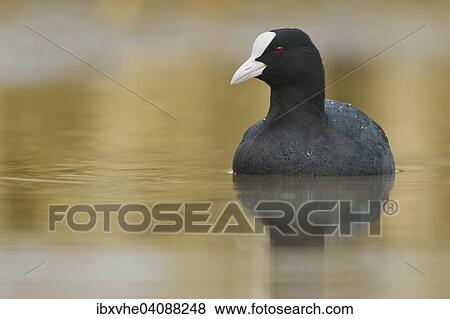 Eurasian Coot (Fulica atra), Hesse, Germany, Europe View Large Photo Image Stock Photo - Eurasian Coot (Fulica atra), Hesse, Germany, Europe. Fotosearch