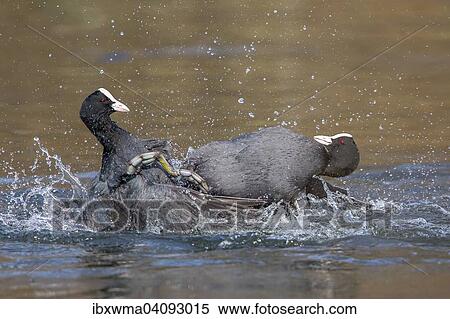 Stock Photography - Eurasian Coots (Fulica atra), fighting in the water, Hesse, Germany, Europe. Fotosearch