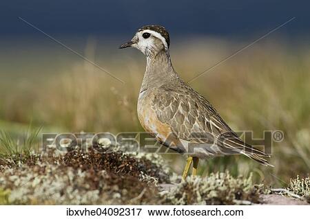 Stock Photo - Eurasian Dotterel (Charadrius morinellus) in the fell, Norway, Europe. Fotosearch