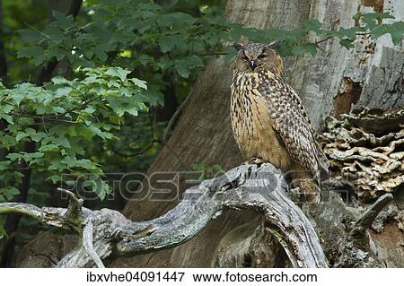 Eurasian Eagle-owl (Bubo bubo) on gnarled branch, Hesse, Germany, Europe View Large Photo Image Stock Photo - Eurasian Eagle-owl (Bubo bubo) on gnarled branch, Hesse, Germany, Europe. Fotosearch