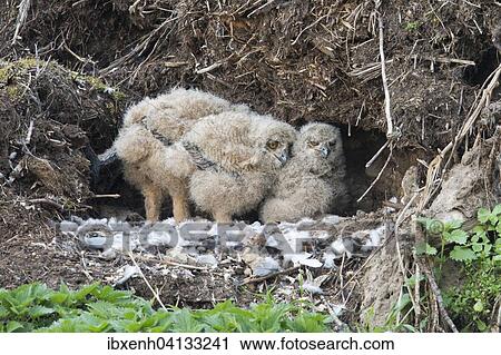 Eurasian eagle-owl (Bubo bubo), fledglings, Emsland, Lower Saxony, Germany, Europe View Large Photo Image Stock Image - Eurasian eagle-owl (Bubo bubo), fledglings, Emsland, Lower Saxony, Germany, Europe. Fotosearch