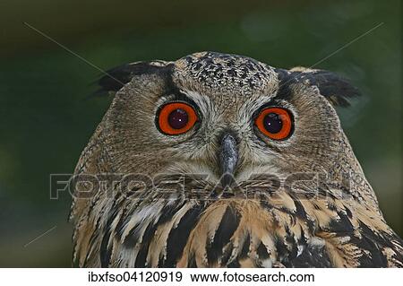 Eurasian Eagle-owl (Bubo bubo), captive, Thuringia, Germany, Europe View Large Photo Image Stock Photo - Eurasian Eagle-owl (Bubo bubo), captive, Thuringia, Germany, Europe. Fotosearch