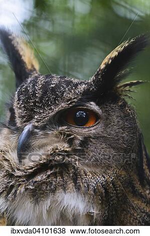 Stock Photo - Eurasian Eagle-owl (Bubo bubo), portrait, captive, Arnsberg Forest, Sauerland, North Rhine-Westphalia, Germany, Europe. Fotosearch