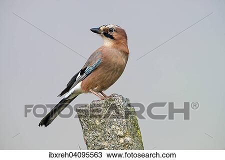 Eurasian Jay (Garrulus glandarius), Tyrol, Austria, Europe View Large Photo Image Stock Image - Eurasian Jay (Garrulus glandarius), Tyrol, Austria, Europe. Fotosearch