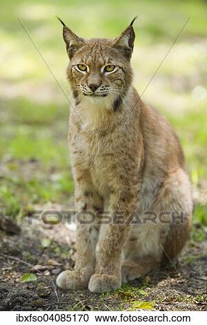 Eurasian Lynx (Lynx lynx), captive, Saxony-Anhalt, Germany, Europe View Large Photo Image Stock Image - Eurasian Lynx (Lynx lynx), captive, Saxony-Anhalt, Germany, Europe. Fotosearch
