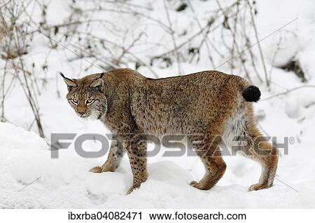 Stock Image - Eurasian Lynx (Lynx lynx) in the snow, captive, North Rhine-Westphalia, Germany, Europe. Fotosearch