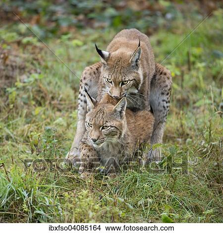 Eurasian Lynx (Lynx lynx), mating attempt of a young lynx, captive, Lower Saxony, Germany, Europe View Large Photo Image Picture - Eurasian Lynx (Lynx lynx), mating attempt of a young lynx, captive, Lower Saxony, Germany, Europe. Fotosearch