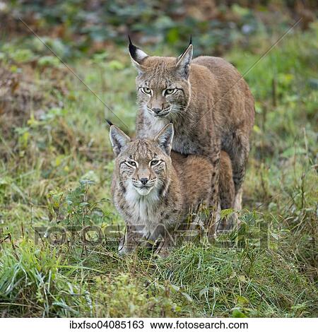 Eurasian Lynx (Lynx lynx), mating attempt of a young lynx, captive, Lower Saxony, Germany, Europe View Large Photo Image Stock Image - Eurasian Lynx (Lynx lynx), mating attempt of a young lynx, captive, Lower Saxony, Germany, Europe. Fotosearch