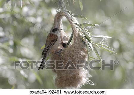 Eurasian Penduline Tit (Remiz pendulinus), female on semifinished nest, Lake Neusiedl, Burgenland, Austria, Europe View Large Photo Image Stock Image - Eurasian Penduline Tit (Remiz pendulinus), female on semifinished nest, Lake Neusiedl, Burgenland, Austria, Europe. Fotosearch