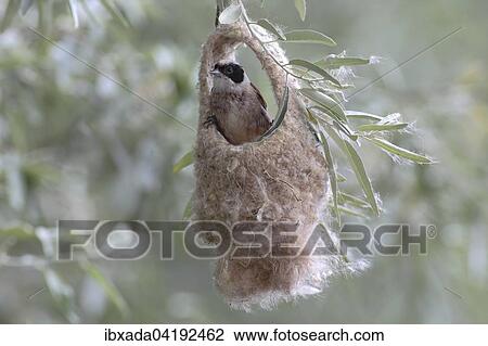 Stock Image - Eurasian Penduline Tit (Remiz pendulinus), male in semifinished nest, Lake Neusiedl, Burgenland, Austria, Europe. Fotosearch