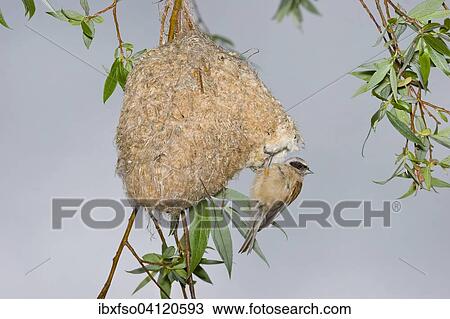 Stock Image - Eurasian Penduline Tit (Remiz pendulinus) on the nest, Thuringia, Germany, Europe. Fotosearch