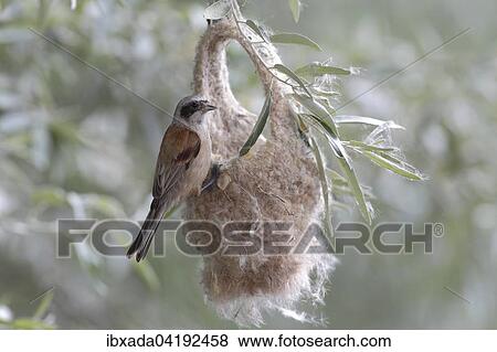 Eurasian Penduline Tit (Remiz pendulinus), female on semifinished nest, Lake Neusiedl, Burgenland, Austria, Europe View Large Photo Image Stock Photo - Eurasian Penduline Tit (Remiz pendulinus), female on semifinished nest, Lake Neusiedl, Burgenland, Austria, Europe. Fotosearch