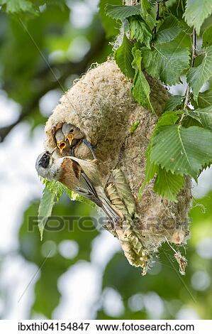 Eurasian Penduline Tit (Remiz pendulinus), adult feeding young tits in nest, Middle Elbe Biosphere Reserve, Saxony-Anhalt, Germany, Europe View Large Photo Image Stock Photo - Eurasian Penduline Tit (Remiz pendulinus), adult feeding young tits in nest, Middle Elbe Biosphere Reserve, Saxony-Anhalt, Germany, Europe. Fotosearch